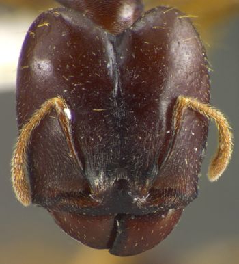 Media type: image;   Entomology 34400 Aspect: head frontal view